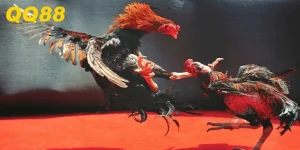 Xem Trực Tiếp Đá Gà Thú Vị Và Cá Cược Ăn Tiền Năm 2025